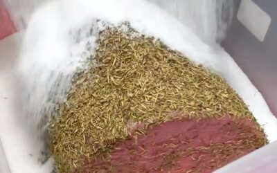 Carpaccio al timo con frutti di bosco e crema di pecorino